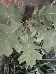 Quercus shumardii