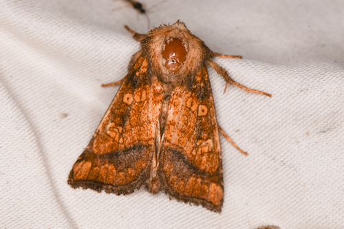 Pacific Coast Stalk Borer Moth