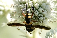 Trichopoda plumipes