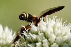 Trichopoda plumipes