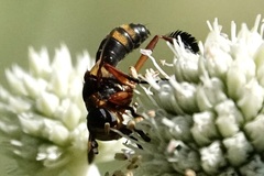 Trichopoda plumipes