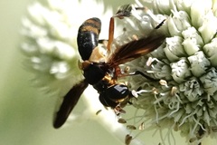 Trichopoda plumipes