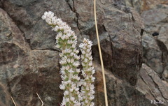 Orostachys thyrsiflora