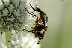 Trichopoda plumipes