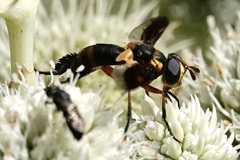 Trichopoda plumipes