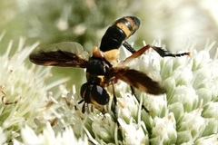 Trichopoda plumipes