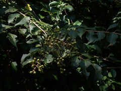 Lagerstroemia subcostata