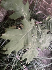 Quercus shumardii