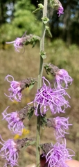 Liatris squarrulosa