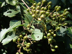 Lagerstroemia subcostata