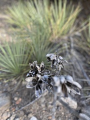 Yucca glauca