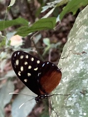 Callithomia hezia