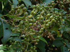 Lagerstroemia subcostata