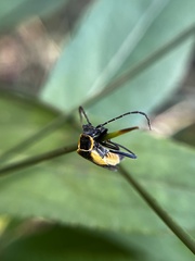 Chauliognathus deceptus