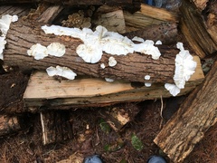 Neoantrodia serialis