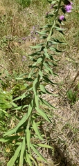 Liatris squarrulosa