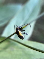 Chauliognathus deceptus