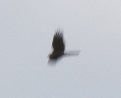 Accipiter nisus