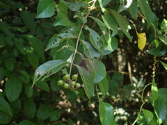 Lagerstroemia subcostata