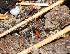 Phyllomorpha laciniata