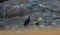 Coragyps atratus