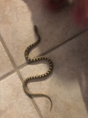 Pituophis catenifer sayi