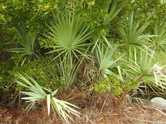 Serenoa repens