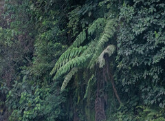 Cyathea