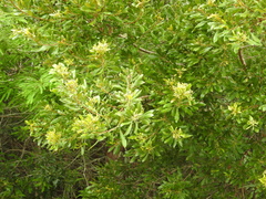 Morella cerifera