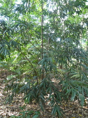 Podocarpus dispermus