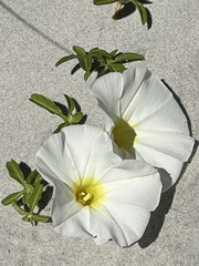 Ipomoea imperati