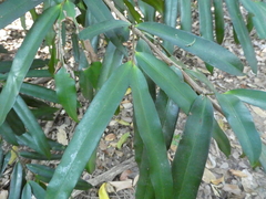 Podocarpus dispermus