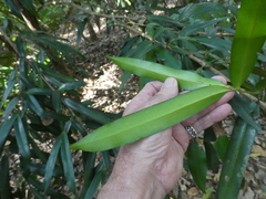 Podocarpus dispermus