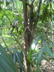 Podocarpus dispermus