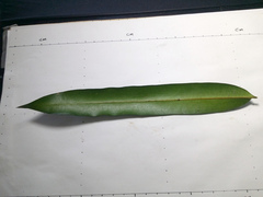 Podocarpus dispermus