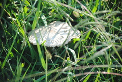 Saproamanita thiersii