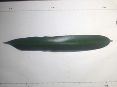 Podocarpus dispermus