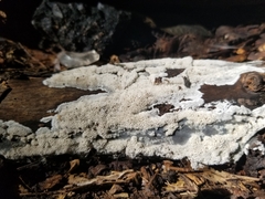 Hyphodontia