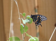 Papilio polyxenes asterius