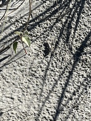 Oedipodinae