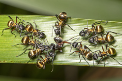 Polyrhachis rufifemur