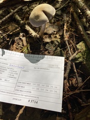 Cortinarius deceptivus