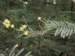 Acacia dealbata dealbata