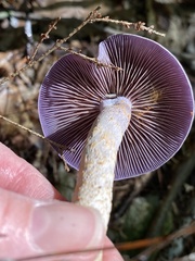 Cortinarius deceptivus
