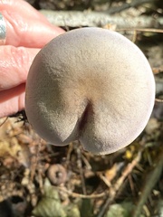 Cortinarius deceptivus