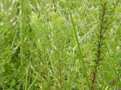 Mitreola