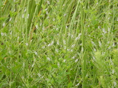 Mitreola