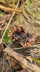 Dryocosmus favus