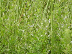 Mitreola