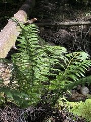 Woodwardia fimbriata image